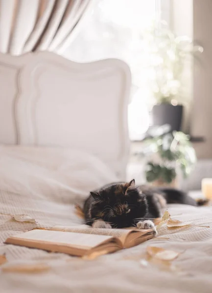 Красива Пухнаста Триколорна Кішка Лежить Ліжку Тримає Книгу Лапами Жовті — стокове фото
