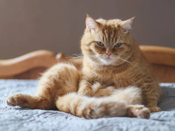 Porträt Einer Roten Rassekatze Lustig Sitzend Mit Ausgestreckter Hinterpfote Und — Stockfoto