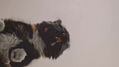 Güzel bir safkan ve pofuduk bir kedi cam bir masaya oturur ve aşağıdan yavaş çekimde kuru yiyecekler yer..