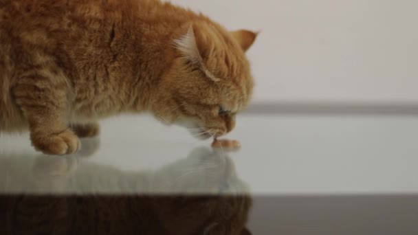 Mooie Rasechte Rode Kat Zittend Een Glazen Tafel Snuift Eet — Stockvideo