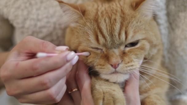 一个年轻的高加索女孩抱着一只红色的贪婪的猫 用棉签擦拭他的眼睛 慢慢地侧视了一下 — 图库视频影像