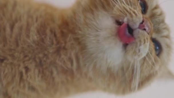 一只美丽而纯正的红猫坐在玻璃桌上 用粉红的舌头舔着湿湿的食物 慢吞吞地从下面俯瞰着 — 图库视频影像