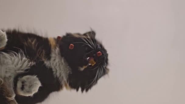 Krásná Čistokrevná Trikolóra Nadýchaná Kočka Sedí Skleněném Stole Suché Jídlo — Stock video