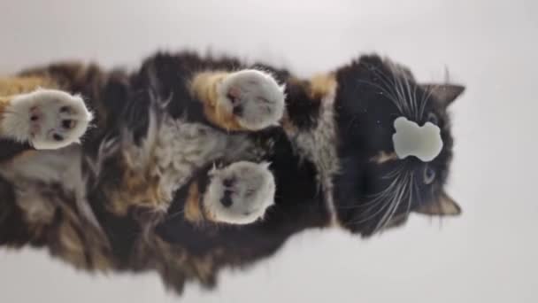 Een Prachtige Driekleurige Pluizige Kat Die Een Glazen Tafel Zit — Stockvideo