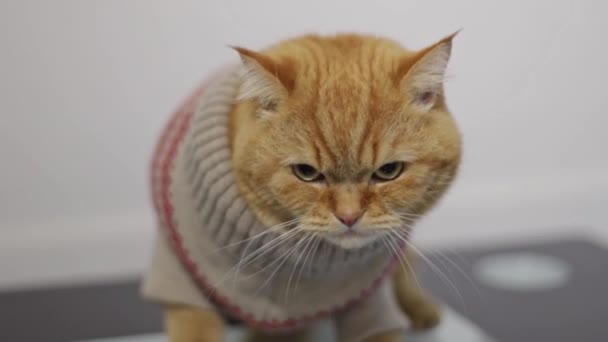 Een Prachtige Volbloed Rode Kat Een Beige Kerst Trui Zit — Stockvideo