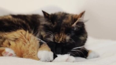 Güzel bir safkan kedi yatakta yatar, dilini ön pençelerinde tarar, yavaş çekimde yandan bakar..
