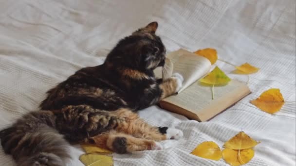 Krásná Čistokrevná Tříbarevná Kočka Hraje Otevřenou Knihou Trhá Stránky Zatímco — Stock video