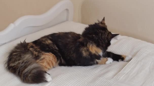 Krásná Ryšavá Tříbarevná Kočka Ležící Břiše Posteli Učesává Vlasy Jazykem — Stock video