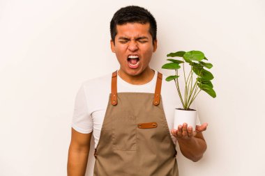 Genç bahçıvan İspanyol bir bitki tutuyor. Beyaz arka planda izole edilmiş. Çok sinirli ve agresif çığlıklar atıyor..
