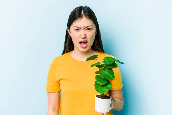 Fiatal Ázsiai Kezében Egy Növény Elszigetelt Kék Háttér Sikoltozó Nagyon — Stock Fotó
