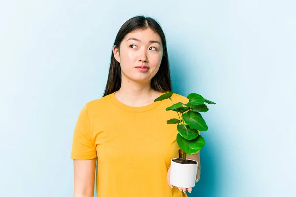 Fiatal Ázsiai Gazdaság Egy Növény Elszigetelt Kék Háttér Álmodik Elérése — Stock Fotó