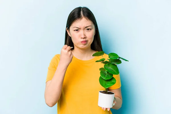 Fiatal Ázsiai Gazdaság Egy Növény Elszigetelt Kék Háttér Mutatja Ököllel — Stock Fotó