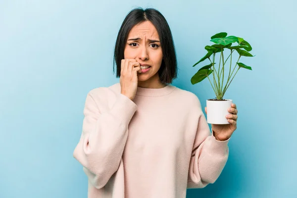 Jovem Hispânica Segurando Uma Planta Isolada Fundo Azul Mordendo Unhas — Fotografia de Stock