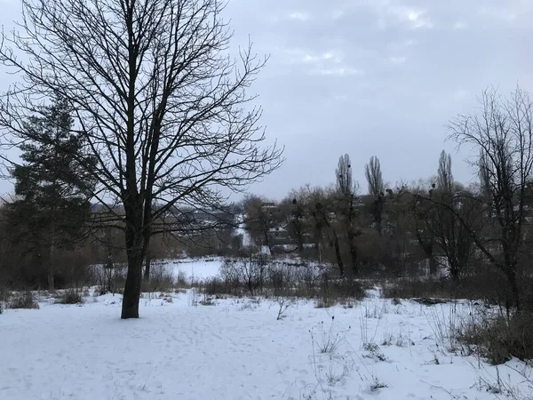 Kışın botanik bahçesi. Kış manzarası. Ukrayna 'da Doğa.