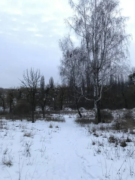 Zimowy Krajobraz Parku Aspen Inne Drzewa — Zdjęcie stockowe