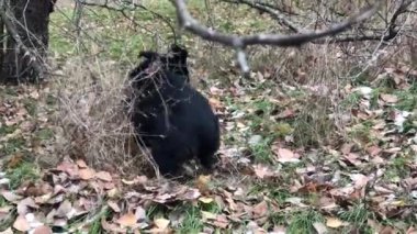 Küçük sevimli bir sokak köpeği sonbahar yapraklarını eşeliyor..