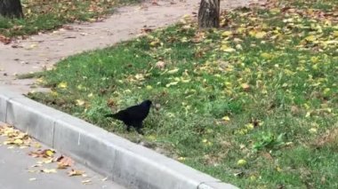 Şehirde siyah karga var. Karga fındığı gagasında taşıyor.. 