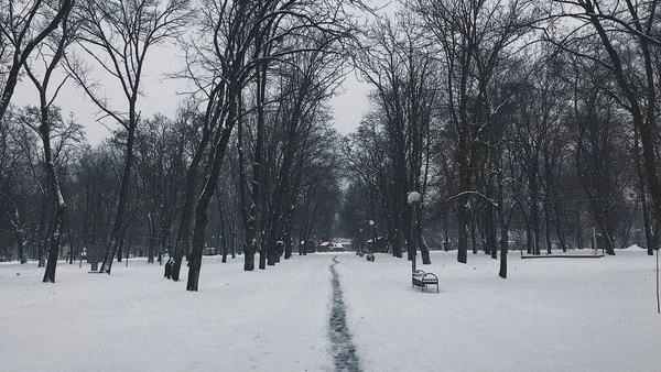 Ein Blick Den Park Winter — Stockfoto