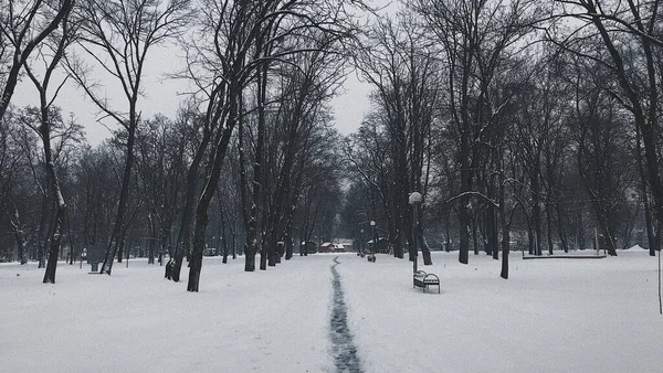 Una Foto Del Parque Invierno —  Fotos de Stock