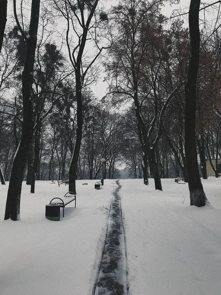 Kış Parkında Tamamen Karla Kaplı Bir Bölge — Stok fotoğraf