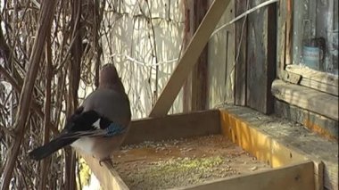 The jay bird is eating from the feeder. The jay (Garrulus glandarius) feeds on grains from the feeder. Filming with hidden camera.Sparrows and a tit are eating from the feeder. 
