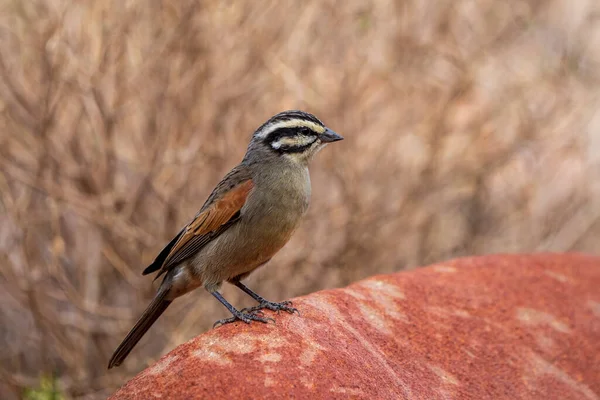 Cape Bunting Emberiza Capensis Empoleirado Sobre Uma Rocha Cabo Norte — Fotografia de Stock