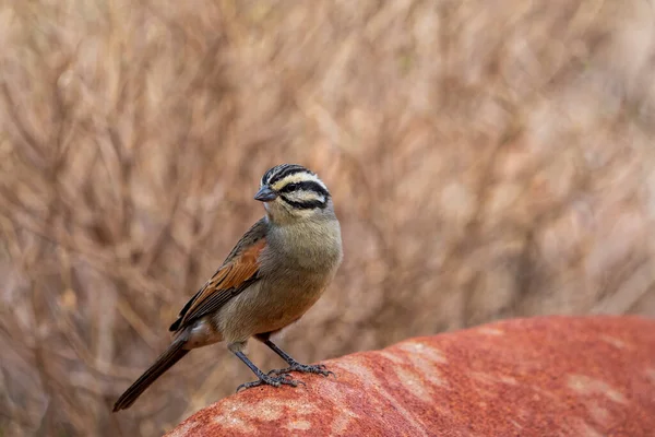 Cape Bunting Emberiza Capensis Empoleirado Sobre Uma Rocha Cabo Norte — Fotografia de Stock