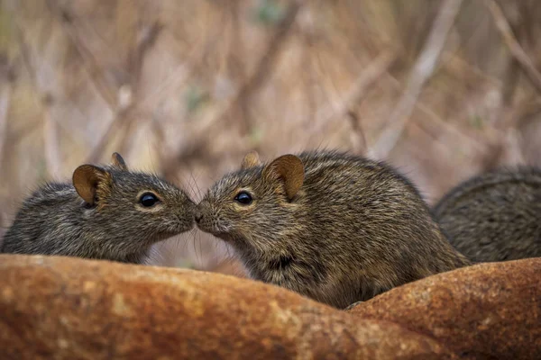 Vierstreepgrasmuis Vierstreepgrasrat Rhabdomys Pumilio Noordkaap Zuid Afrika — Stockfoto