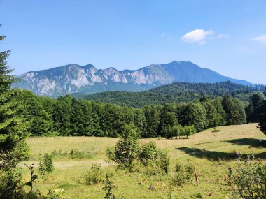 Yeşil dağ ormanı, güzel yaz doğa manzarası, panorama