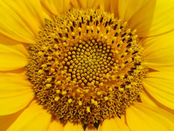 Hermosa Flor Amarilla Cerca —  Fotos de Stock