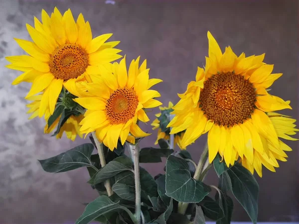 sunflower flowers inside the house