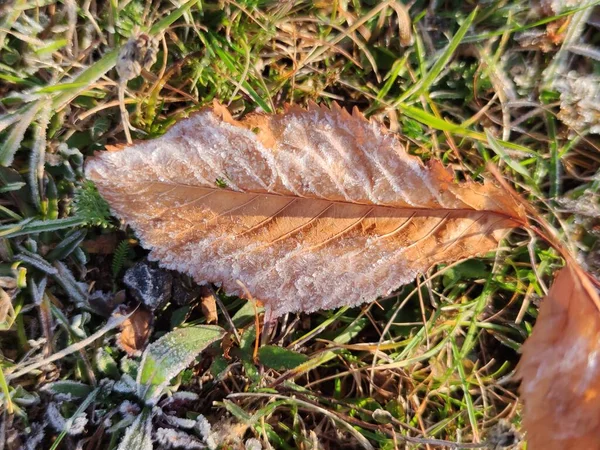 Podzimní Listí Trávě — Stock fotografie