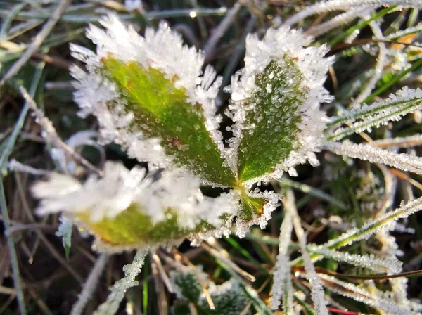 Pukulan Musim Dingin Botani Yang Indah Wallpaper Alami — Stok Foto