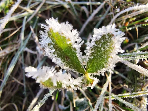 Bunga Putih Yang Indah Rumput — Stok Foto