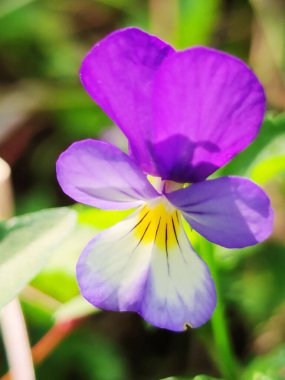Bahçede yetişen güzel mor Viola cinsi çiçekler