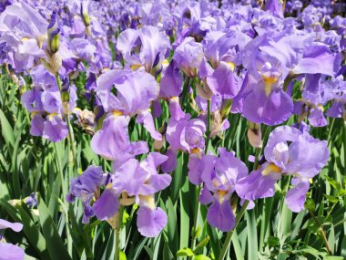 Bahçedeki güzel çiçekler