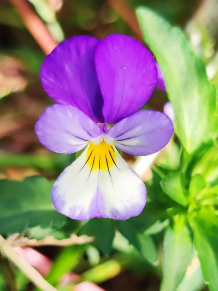 Piękne Fioletowe Kwiaty Rodzaju Viola Rosnące Ogrodzie — Zdjęcie stockowe