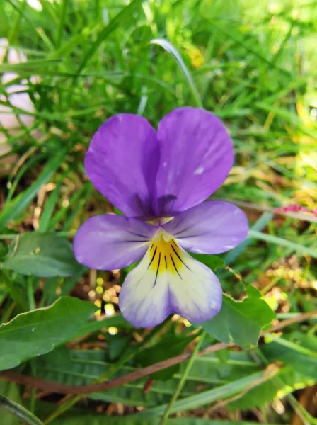 Hermosas Flores Del Género Viola Púrpura Creciendo Jardín — Foto de Stock