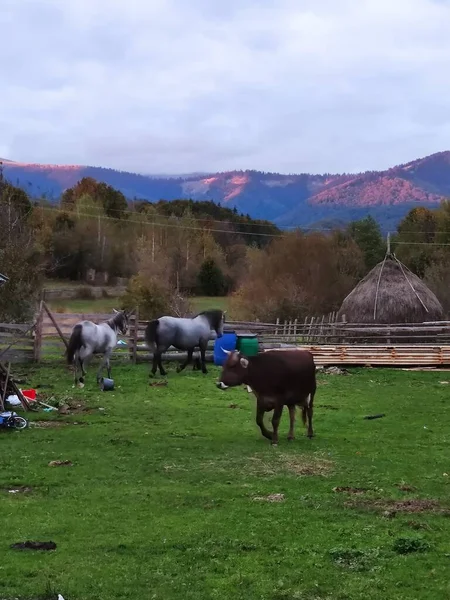 アイゼル パプサ山脈の牛と馬 — ストック写真