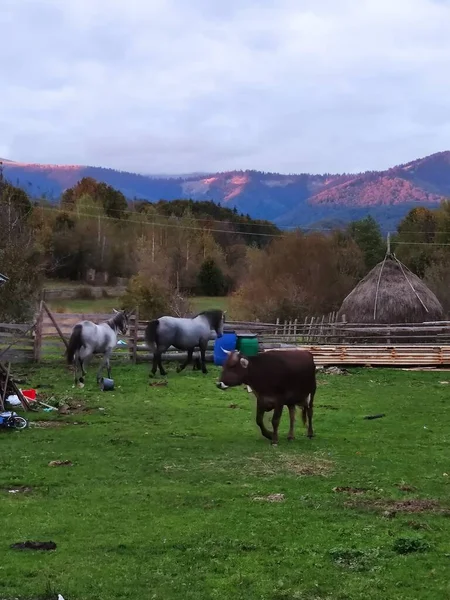 Vacas Cavalos Nas Montanhas Iezer Papusa — Fotografia de Stock