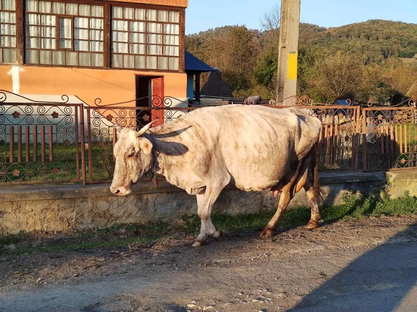 Uma Vaca Campo — Fotografia de Stock