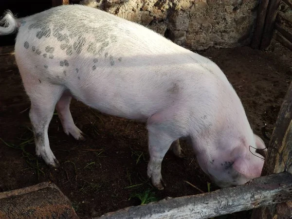 Nur Ein Schwein Das Isst Wie Ein Schwein — Stockfoto