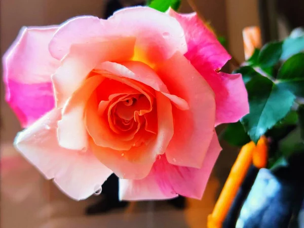 Bahçede güzel pembe bir gül