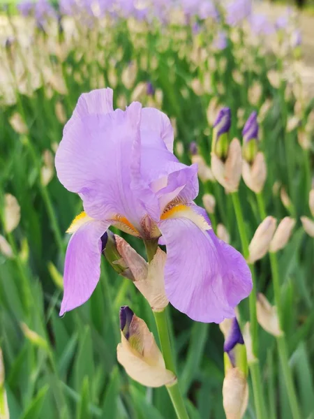 Красивые Цветы Радужной Оболочки Глаза Флора Природа — стоковое фото