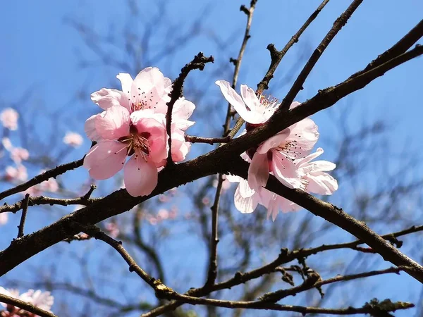 Belle Fleur Sakura Dans Jardin Printemps — Photo