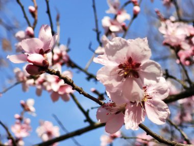Bahar bahçesinde güzel çiçek açan sakura 