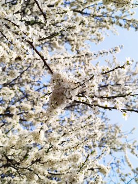 Baharda güzel kiraz çiçekleri