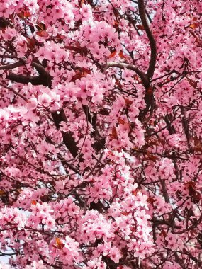 Bahçedeki güzel pembe sakura çiçekleri