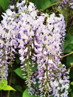 # Bahçedeki güzel salkımlar #