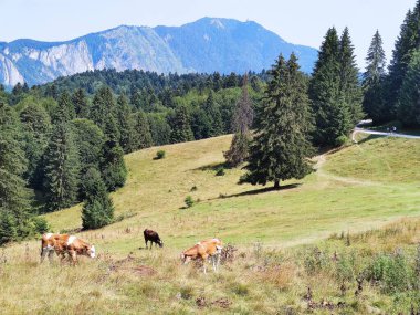 Dağlarda otlayan inekler.